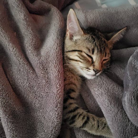 Meet your Posher, Lisa - Picture 1 of 1